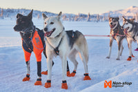 Non-Stop Dogwear Nansen Nome Harness 5.0